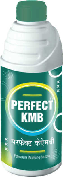 perfect_kmb